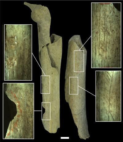 neanderthalbehavior1