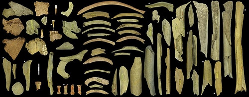 neanderthalbehavior2
