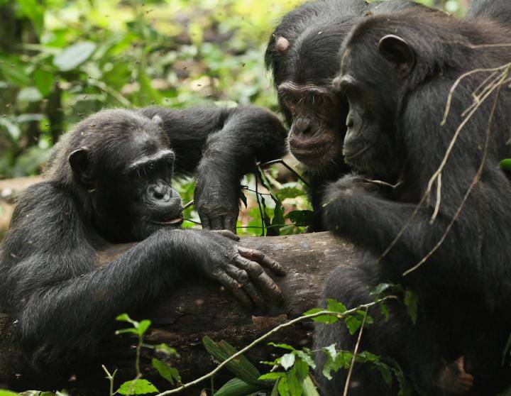 chimps
