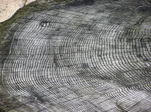 treeringpic