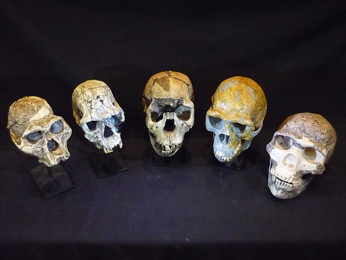 homininskulls2