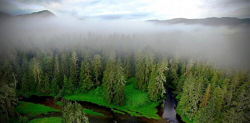 forestpic