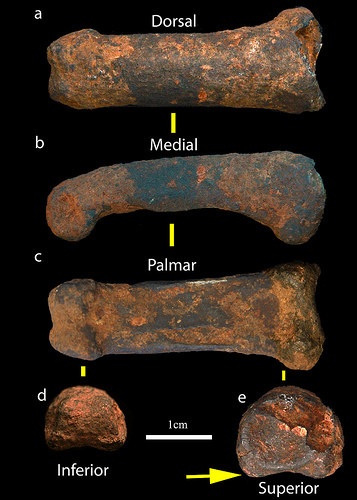 sterkfonteinfingerbone