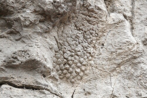 skinimpression