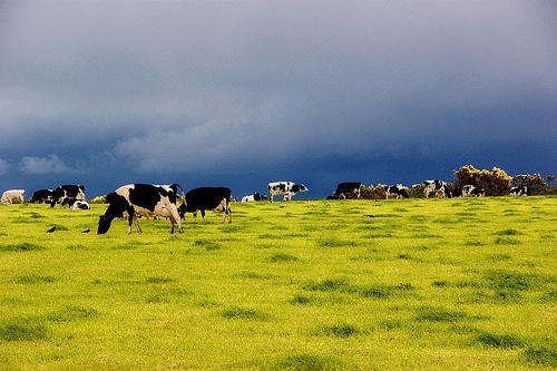 dairycowsmartinabegglen