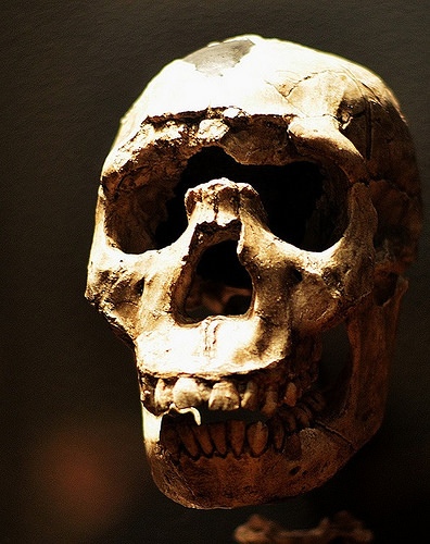 neanderthalskull
