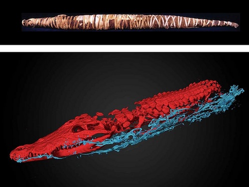 crocodile2
