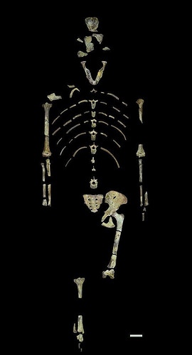 lucyskeleton