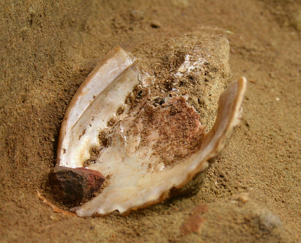 blombos8