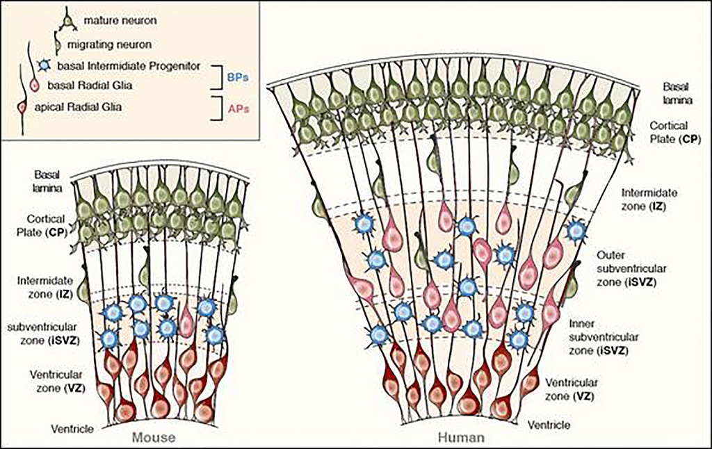 genome