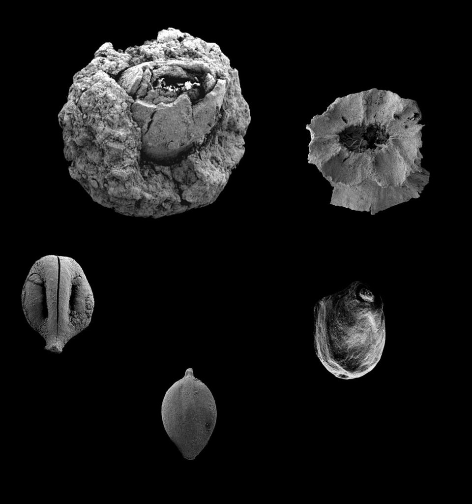 seeds