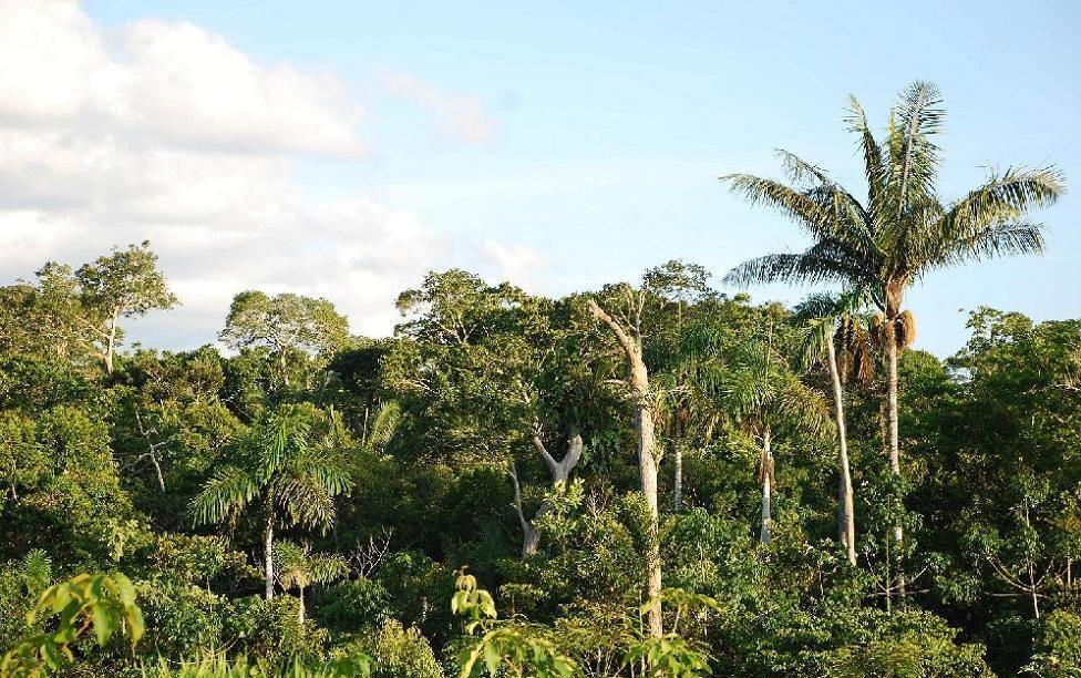 junglesaschagrabow