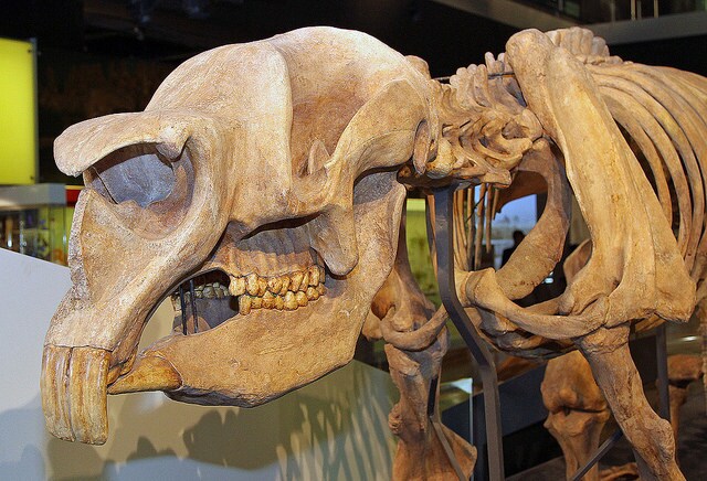 marsupial