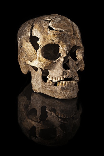 skullsimilarities
