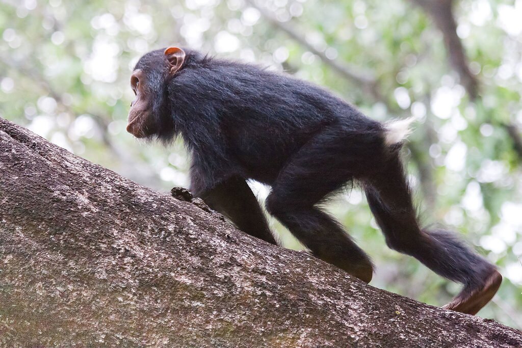 chimppic