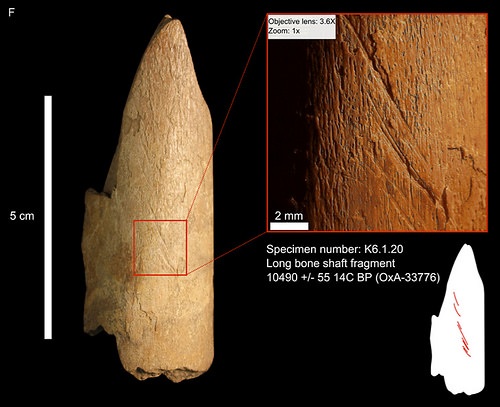 bluefish1: Unknown long bone fragment from Cave I_possibly Wapiti bone, cut-marks indicate filleting