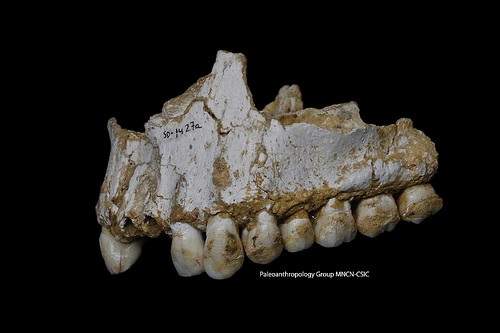 neandertaldiet1