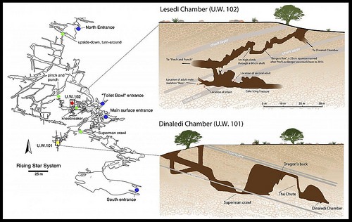 homonaledi2