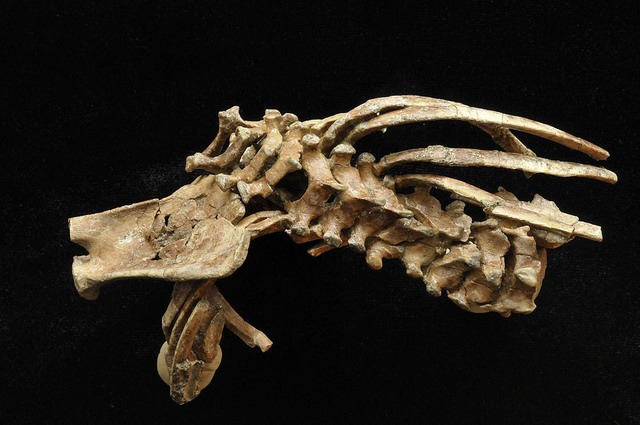vertebra1