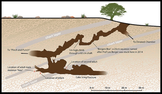 homonaledi8