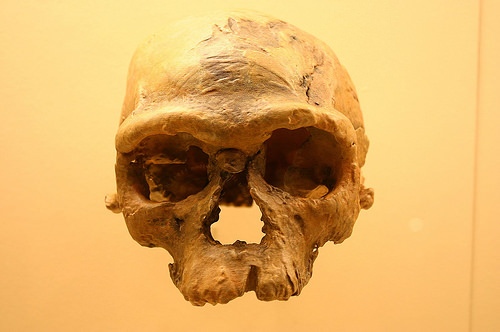 homosapiens