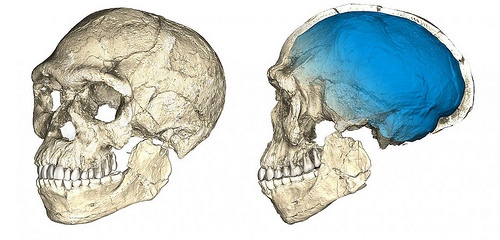 homosapiensbrain