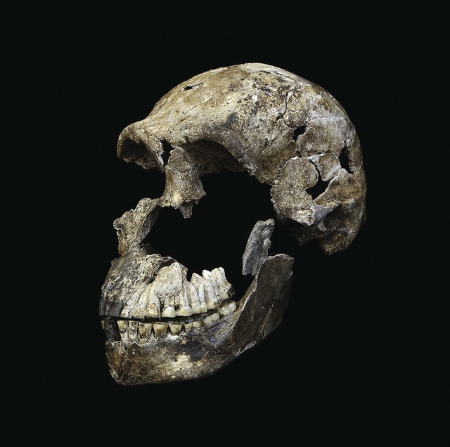 "Neo" skull