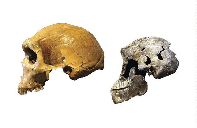 homonaledi1