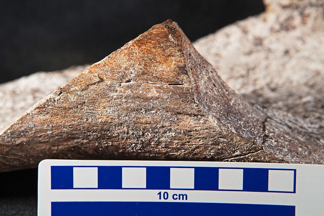 CMSSpecimen1