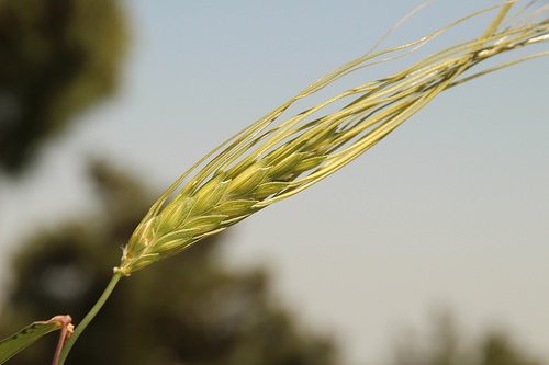 israelwheat