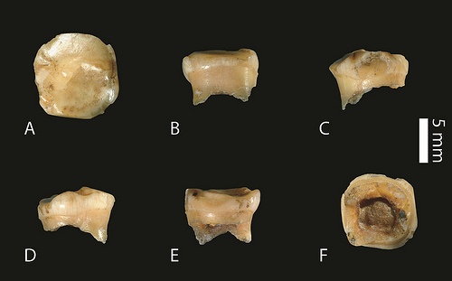 denisovan1